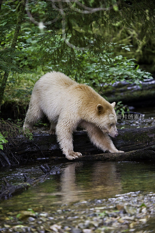 柯莫德熊(Ursus americanus kermodei)，也被称为“白灵熊”或“鬼熊”，是生活在不列颠哥伦比亚省中部海岸的美国黑熊的一个亚种。